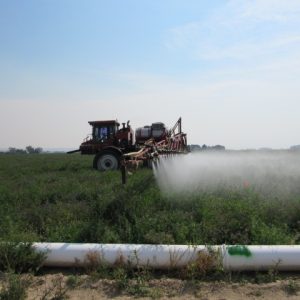 spraying field