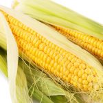 Corn on the cob in husks
