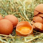 Raw eggs in shell in straw