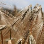 wheat