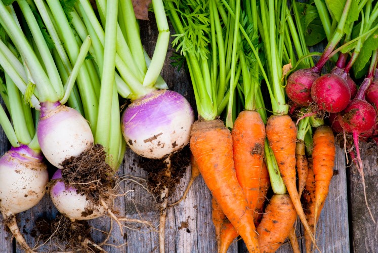Turnips, carrots and radishes with green tops and dirt on the roots