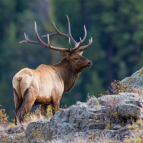 Bull elk standing on rocky terrain with a forest background during Wyoming hunting season.